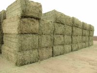 Alfafa Hay Animal Feeding Stuff Alfalfa, hay/alfalfa hay pellets Timothy Hay/ Alfafa in Bales