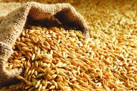 100% GOOD QUALITY PEARL GRAIN BARLEY