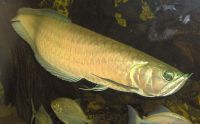 Arowana Fish for supply in China