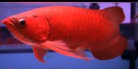 Arowana Fish for supply in America