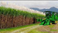 Premium Quality Fresh Sugarcane Exporter