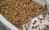 Organic dried Walnuts without shell