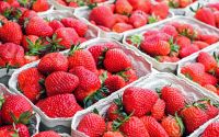 Sweet Harvest Strawberries - Nature's