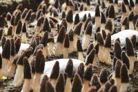 Dried Morel