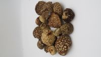 Amanita Regalis 2024 | Amanita Regalis Caps | Amanita Regalis Dried