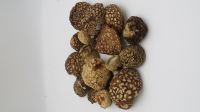 Amanita Regalis 2026 | Amanita Regalis Caps | Amanita Regalis Dried