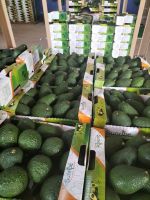 Premium Tanzanian Hass Fresh Avocados