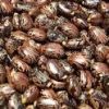 Quality Castor Seeds