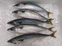 Parcific Mackerel