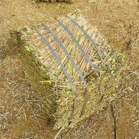 Top Quality Peanut Straw Exporters For Cattle Forage From Pakistan