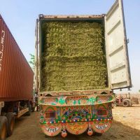 Pakistan Rhodes Grass Exporters & Suppliers Direct from Pak Arab International