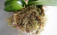 Sphagnum Moss