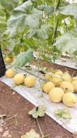 Musk Melon