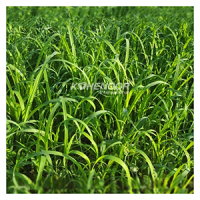 Kohenoor Ryegrass Seed - Boost Forage Quality