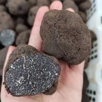 Fresh Truffles Wild Black Truffle +14