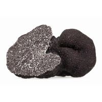 Wild Fresh Black Truffle Tuber +55gr