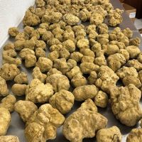 Popular Fresh White Truffles Mushrooms For
