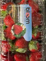 Egyptian Fresh Strawberry