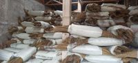 Broom Stick Grade A Indonesia