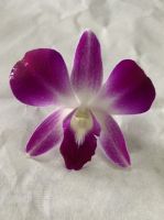 Dendrobium Sonia Orchid Loose Bloom (Red