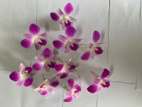Dendrobium Anina Orchid Loose Bloom (Pink