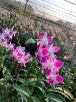Dendrobium Anina Orchid Stem (Pink Color