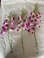 Dendrobium Sonia Orchid Stem (Red Color