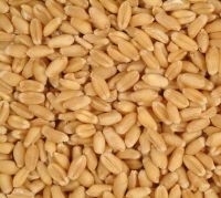 HARD DURUM WHEAT NON-GMO. USA/Mexico Origin.