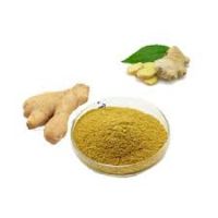 Ginger P.E.&iuml;&frac14;&Aring;?Ginger extract