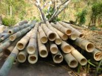 Ethiopian Bamboo Pole