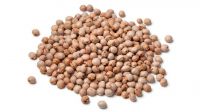 PIGEON PEAS