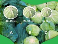Cabbage Indonesia