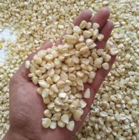 White and Yellow Maize for sale