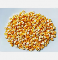 Top Quality Non GMO Yellow Maize for Sale in cheap price 