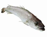 Best Selling Fish Hake Available In Good Price