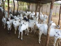 Full Breed Boer Goats / Boer Goats / Saanen Goats