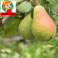 Fresh Pear/dried Pear/Chinese Pear