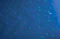 invisible fibers paper, Chemical protective paper