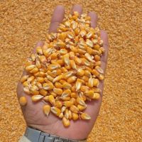 Yellow Corn/ White Corn