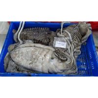 Cuttlefish