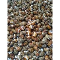 Top Shell