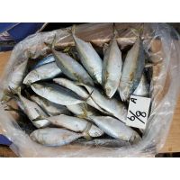 Indian Mackerel.