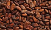 Cocoa Beans