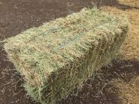 Alfalfa Hay Bale Premium Standard For