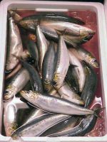 Frozen Mackerel for sale