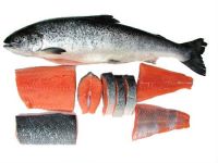 Frozen Mackerel for sale