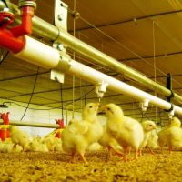 Prefabricated Steel Poultry House
