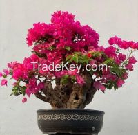 Wholesale Bougainvillea Bonsai