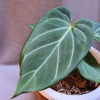 Anthurium King Of Spades