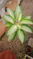Aglaonema Plants - Premium Varieties For Export